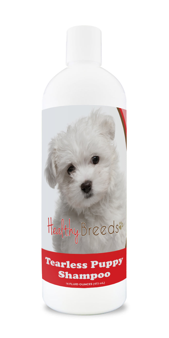 Maltese terrier on sale pet shop