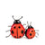 Ladybug faball